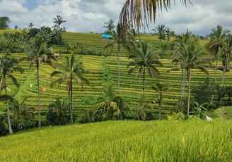 jatiluwih rice terrace