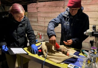 Eastern Barred Bandicoot conservation and reintroduction project on French Island, Victoria