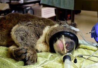 Koala anaesthesia by Dr Michael Lynch