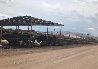 Proyecto en Carnes Don Saul