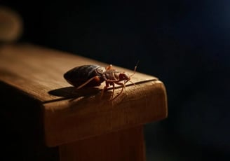 punaise de lit dans la chambre la nuit