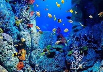 Socotra diving and snorkeling