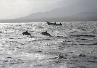 socotra dolphins tour