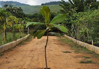 mudas mata atlântica