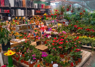 vivero casa romero, venta de plantas, macetas e insumos