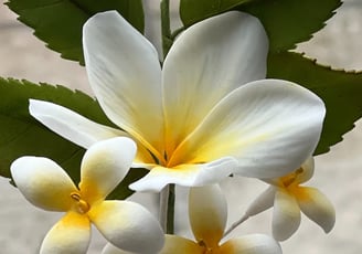 Frangipani Sugar Flowers For Cakes