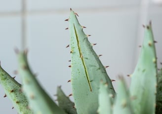 Aloe Vera plant