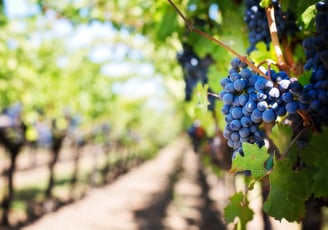 a bunch of grapes on a vine tree