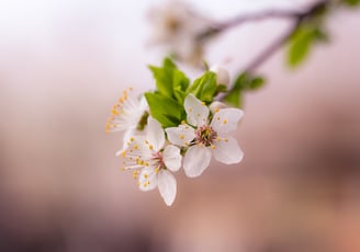 a white flowered branch of a tree