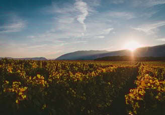a sunflower field with a sun setting in the background