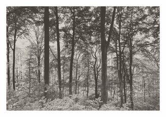Ikonografischer Wald bei Tag in warmer Farbgebung für Trauerkarten