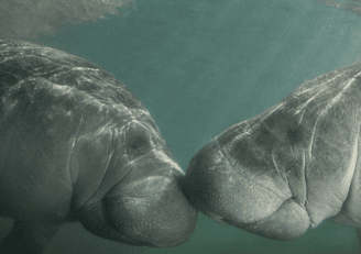 Two Florida Manatees nose to nose as the sun shines down on them.