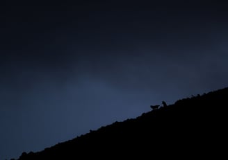 loup photographier durant notre voyage photo / naturaliste dans les abruzzes en 2025