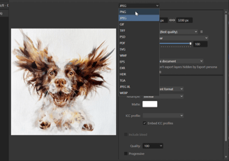 A image of a Springer Spaniel being edited in the photo editing software, Affinity Photo.