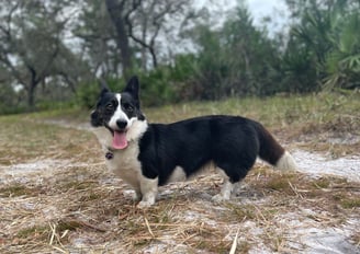 a dog standing in the grass with a dog