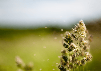 Flowery field releasing pollen into the air, a common trigger for seasonal allergies.
