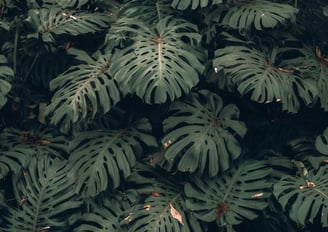 Fully fenestrated leaves on a wild Monstera deliciosa plant