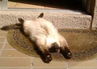cat laying flat enjoying the sunshine