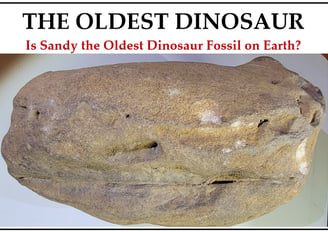 Left profile of Oldest Dinosaur is altered by formation of sandstone & marks from excavator.