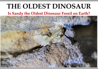 The Oldest Dinosaur has one remaining tooth on right side and appears to be a omnivore or herbivore.