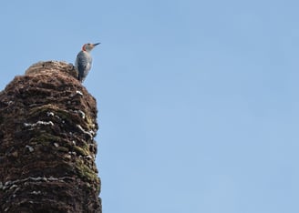 a woodpecker sitting atop a tree trunk in southwest florida swfl