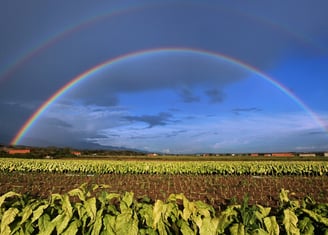 Foto real de un campo de cultivo de tabaco con un arcoíris en el cielo