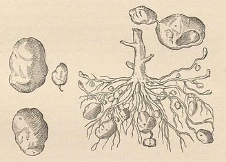 Carolus Clusius’s botanical illustration of potatoes