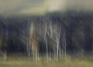 Abstract landscape photograph by Martin Osner capturing ethereal white trees against a dark forest backdrop using soft motion