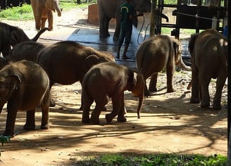 Sri Lanka East coast tour package