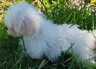 Maltese Puppies for sale