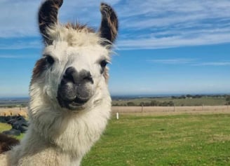A lama observing the photographer without interaction, similar to the experience of hypnosis.