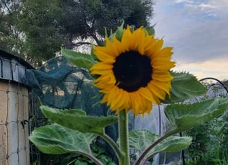 A bright sunflower in a garden on a cloudy day representative of mental resilience training.