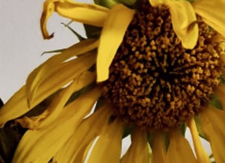 Wilting sunflowers in a vase representing the negative toll anxiety has in the mental landscape