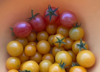 a bowl of a cherry tomato harvest