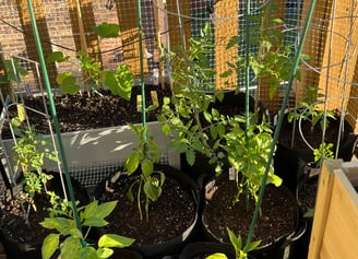 a corner of my patio balcony, showing young tomatoes, peppers, and cucumbers