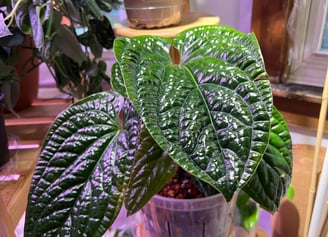 a photo of a beautiful, glossy anthurium radicans x luxurians