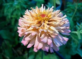 a cactus zinnia, a light pink and orange color