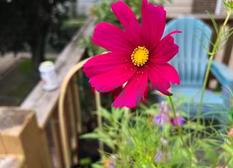 a rubenza cosmos bloom