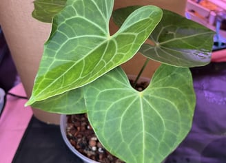 a large anthurium 'pterodactyl'