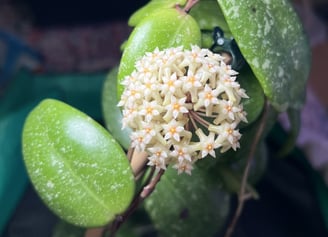 a large, round bloom of hoya sp. vietnam splash. the flowers are cream, white, and orange