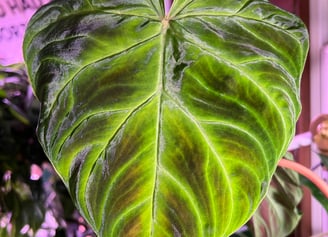 a large philodendron verrucosum leaf, shining in the light