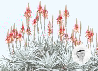 Bright aloe blooms with pale leaves by Freda Hocking, artist portrait inset in corner.