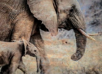 Fine art photograph of a mother elephant and calf with textured artistic overlay by Samantha Lee Osner