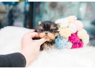 Dogs & Puppies for sale SA - South Africa