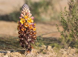 cistanche tubulosa