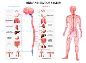 sympatisch en parasympatisch zenuwstelsel