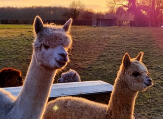 Artemis Alpacas Yew Tree Farm