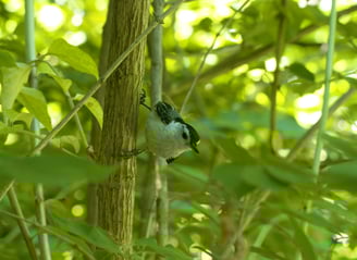 Final exported image of this adorable white-breasted nuthatch
