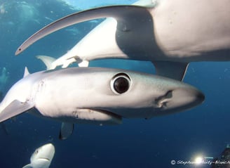 œil requin peau bleue
