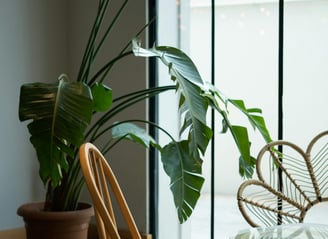 Mature Strelitzia plant, otherwise known as the Bird of Paradise